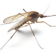 West Nile Virus