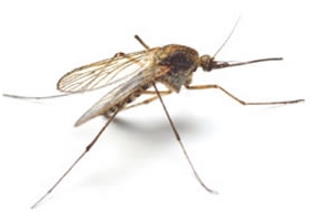 West Nile Virus