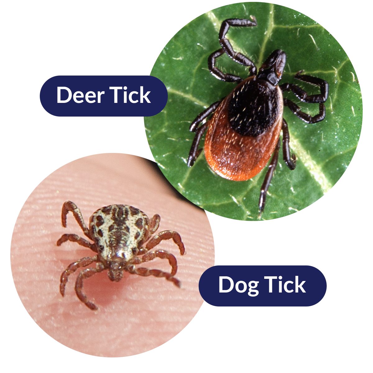 Do We Have to Worry About Ticks in Utah? Utah Valley Pediatrics